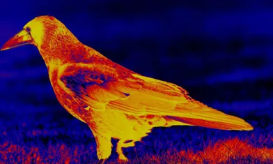 Can Night Vision Goggles And Thermal Imaging Really See Ghosts?